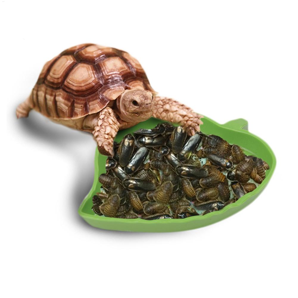 Alimentador de reptiles anfibi - Water Dish Reptile reseña y precio