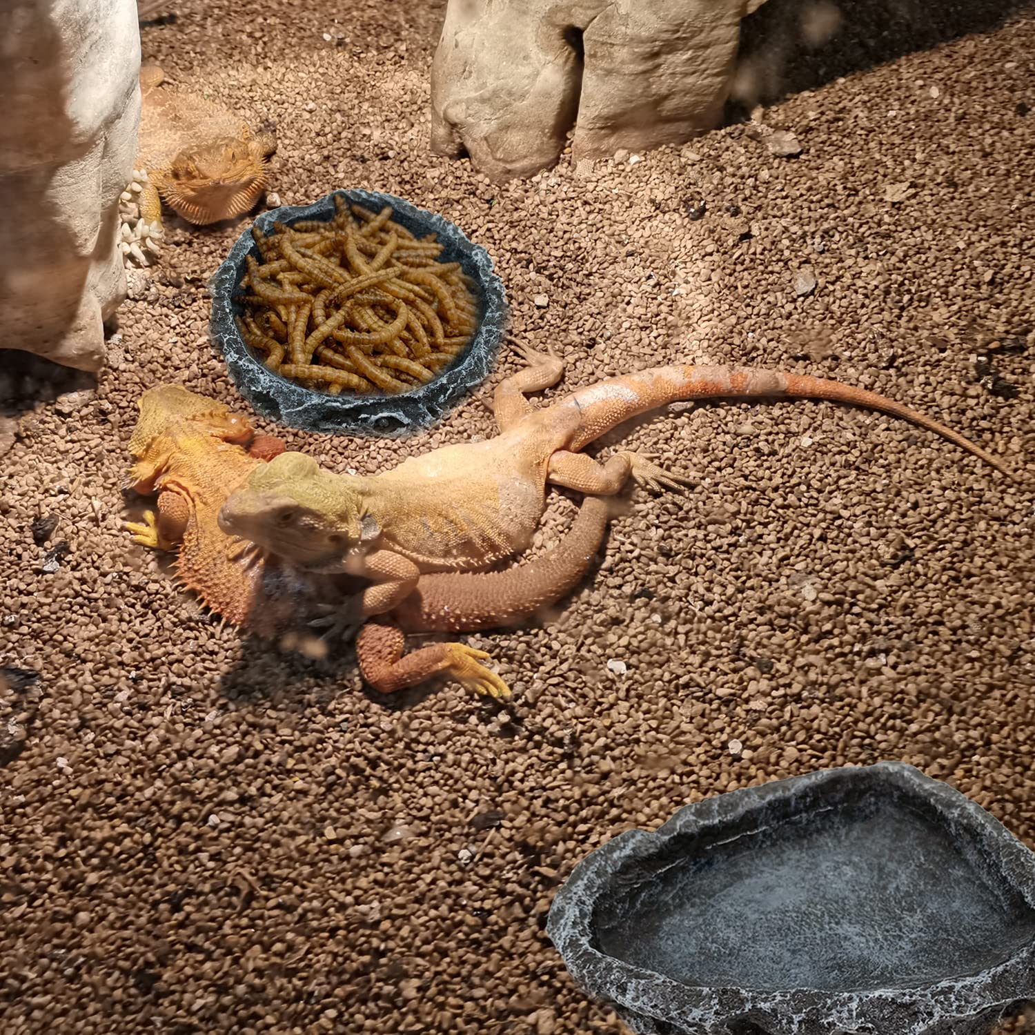 Paquete de 1/2 Plato de Alimen - Water Dish Reptile reseña y precio