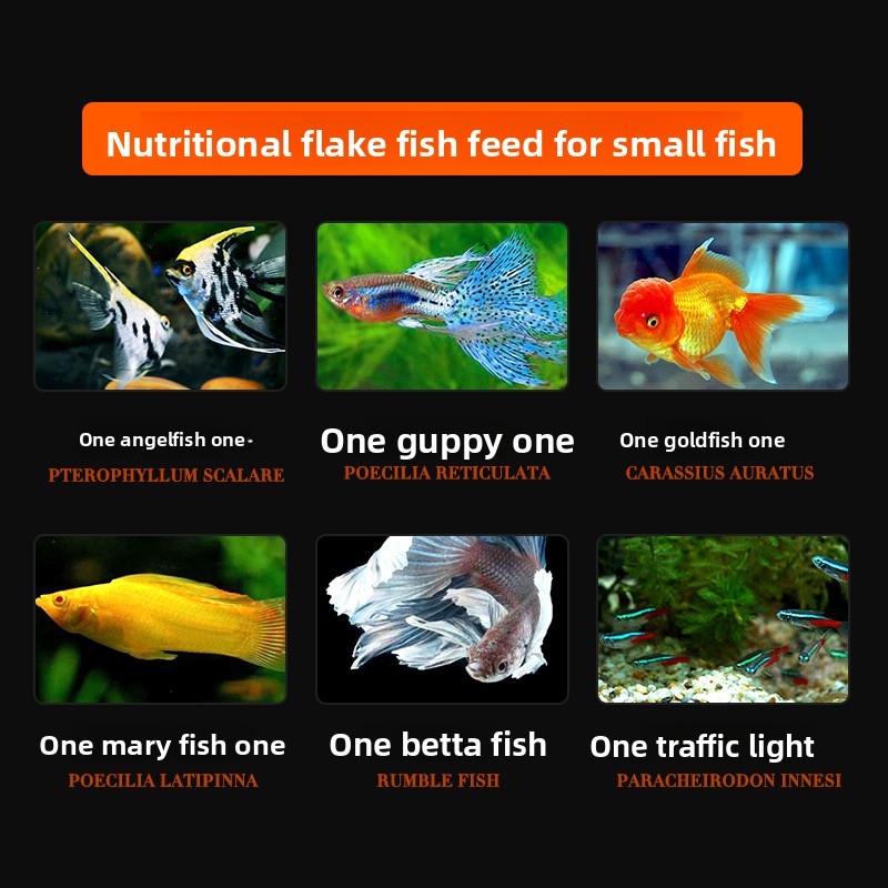 DaJiaWa-alimento para peces en - Tetra Food Betta Flakes reseña y precio